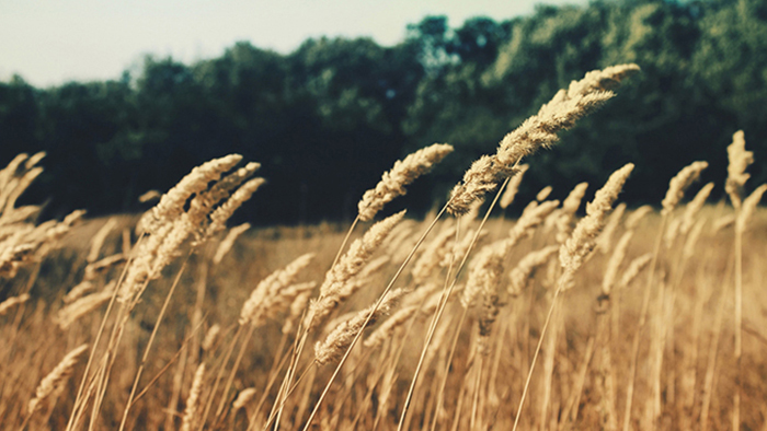 免费呼叫轰炸神器ios